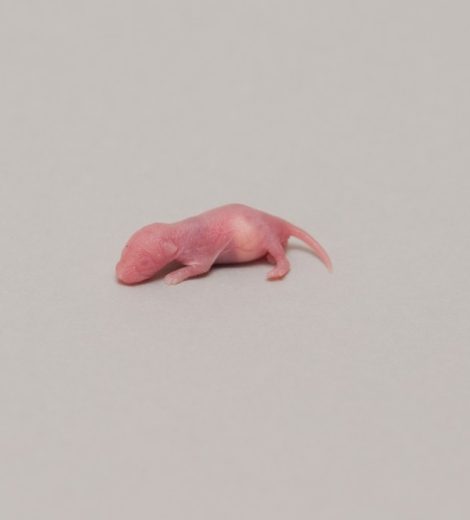 Pinky 1 day mice