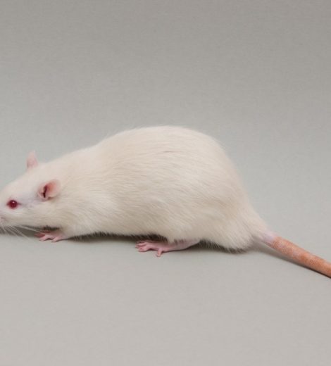 Extra large rats