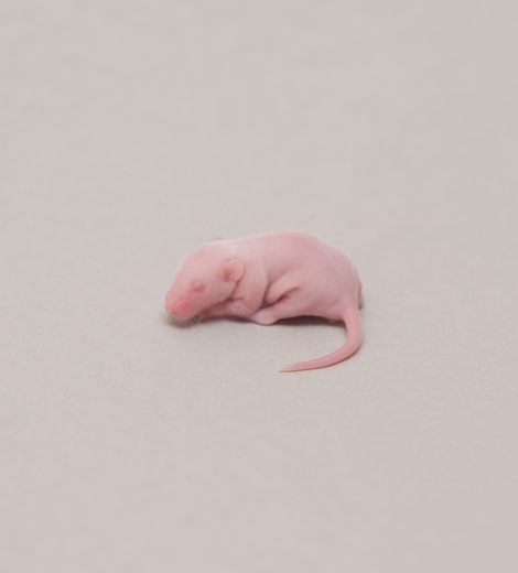 Fluffs 6 day mice