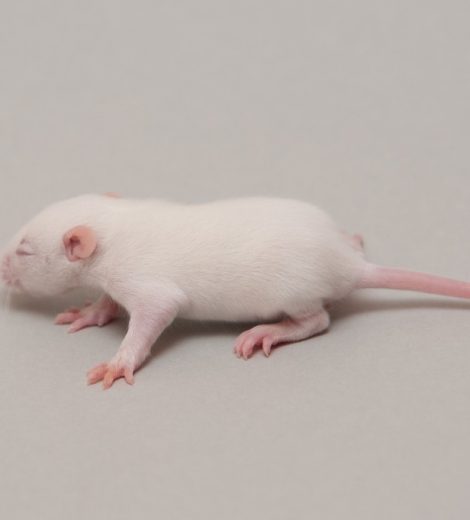 Fluffs rats