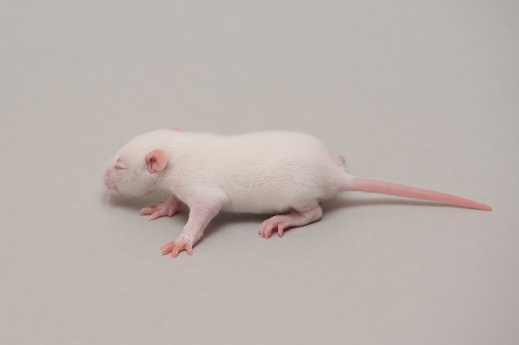 Fluffs rats