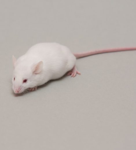 Jumbo mice