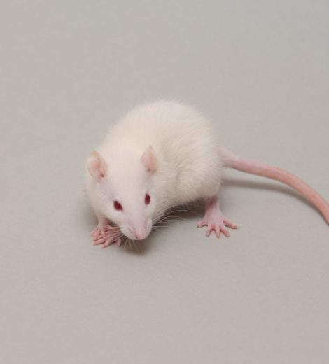 Large Weaners rats