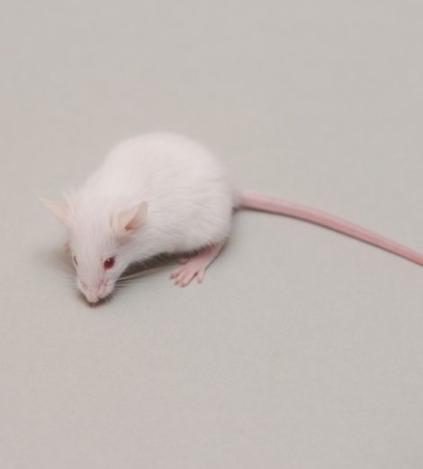 Large mice
