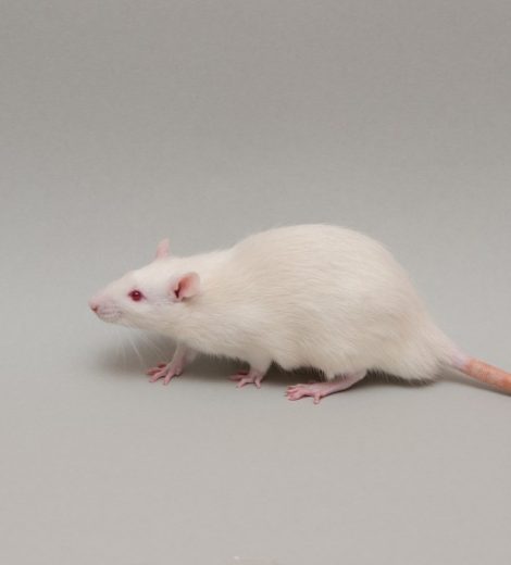Large rats