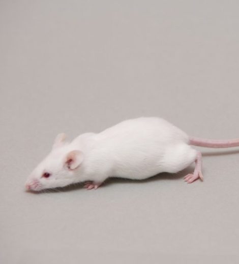 Medium mice