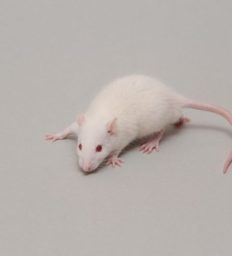 Small Weaners rats