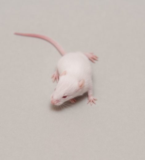 Small mice