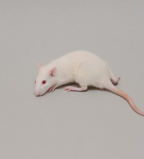 Small rats