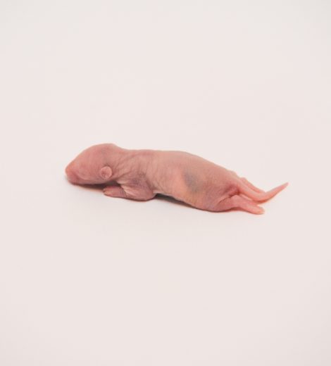 Pinky 3 day mice